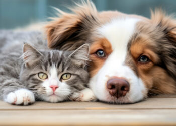 Páscoa consciente: veterinária orienta sobre não dar chocolate para cães e gatos
