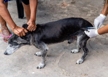 Dia D de Vacinação Antirrábica em Cães e Gatos acontece sábado