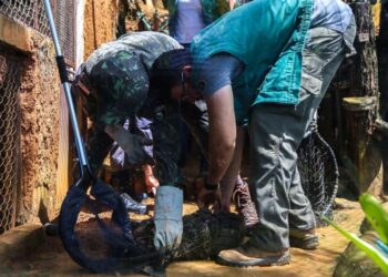 Guarda Municipal já recolheu mais de 1 mil animais silvestres em Salvador em 2024