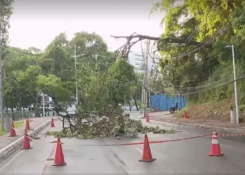 Avenida Garibaldi: queda de árvore interdita e deixa trânsito lento na manhã desta quinta-feira