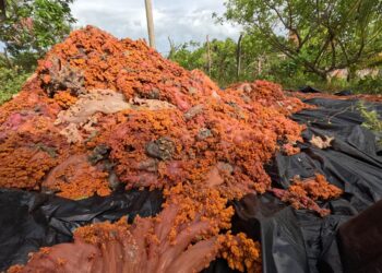 Cerca de 3 toneladas de coral invasor são removidas da Ilha de Itaparica