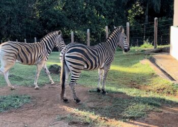 Zebra é nova moradora do Zoológico de Salvador