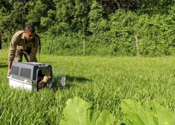 Inema solta 84 animais silvestres reabilitados em área preservada no Litoral Norte