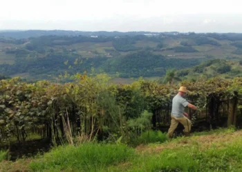 Entrega da declaração do ITR 2025 começa nesta segunda-feira