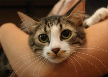 Boulevard Shopping Camaçari recebe Feira de Adoção de Animais neste sábado (12)