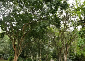 Jardim Botânico planta mudas de cinco espécies em Dia do Ambiente