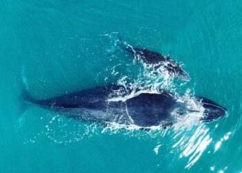 Temporada de Jubartes em Prado-BA: Um espetáculo da natureza à vista