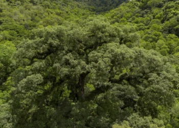 Situação dos rios na Mata Atlântica é preocupante, aponta pesquisa