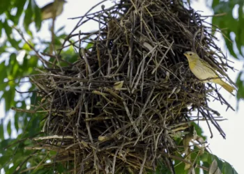 Apesar da redução, desmatamento ainda ameaça futuro da Mata Atlântica