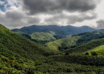Operação contra o desmatamento da Mata Atlântica começa em 17 estados