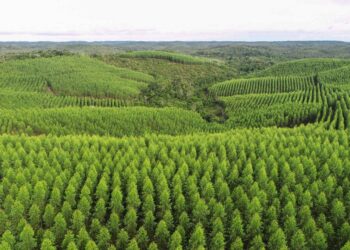 Instituto lança edital para projetos que protejam a Amazônia