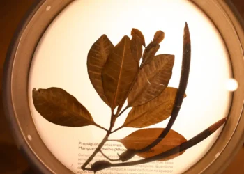 Museu do Jardim Botânico do Rio celebra Mata Atlântica em exposição