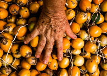 Natura está entre as três empresas mais sustentáveis do planeta, segundo GlobeScan