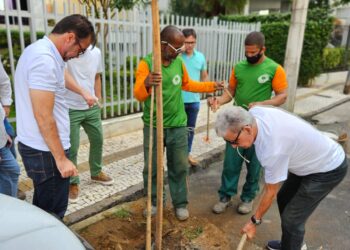 Operação Plantio Chuva instala novas mudas na Graça e Avenida 29 de Março