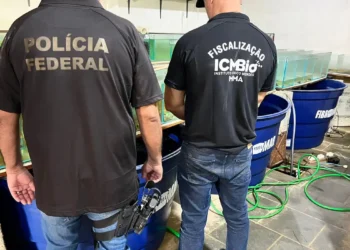 PF faz operação contra venda de animais marinhos ameaçados de extinção