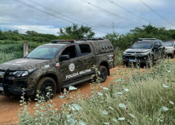 PM e PF desmontam plantação que geraria 1 tonelada de maconha