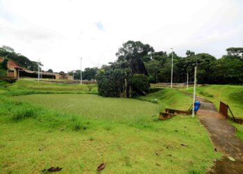 Prefeitura implementa estratégias ambientais com plantio recorde de 110 mil árvores e áreas verdes recuperadas
