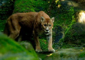 Parque Zoobotânico da Bahia reabre requalificado para visitação pública na terça-feira