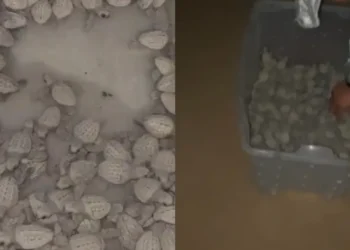 Piatã: mais de 100 filhotes de tartaruga marinha são resgatados na praia