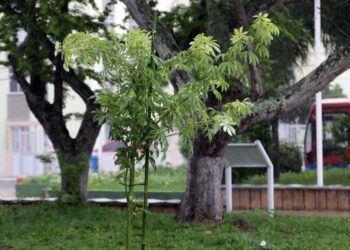 Vandalismo e furtos de mudas prejudicam paisagismo e preservação ambiental de Salvador