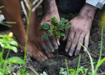 Bracell recebe evento sobre restauração florestal
