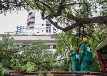 Prefeitura realiza quase 40 mil serviços em árvores de Salvador