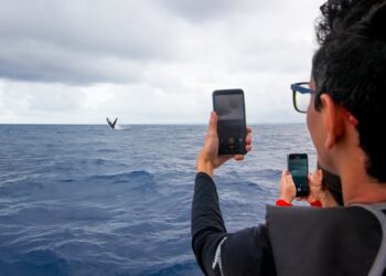 Temporada das Baleias será aberta em junho com grande evento em Ilhéus