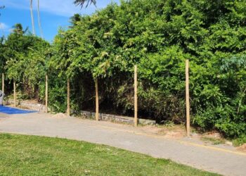 Prefeitura realiza intervenção em área de restinga na orla de Piatã