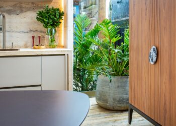 Quais as melhores plantas para ambientes pequenos?