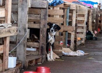 Rio Grande do Sul lança plano de ajuda a animais