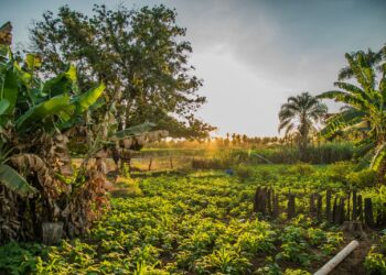 No Oeste baiano, Projeto ma.to.pi.ba. mostra os impactos e a resiliência dos pequenos agricultores frente ao agronegócio