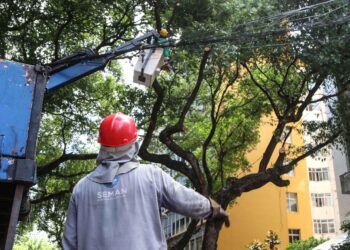 Serviço de poda de árvores minimiza riscos de acidentes em Salvador – saiba como solicitar