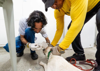 Testagem para leishmaniose em cães é descentralizada em Camaçari