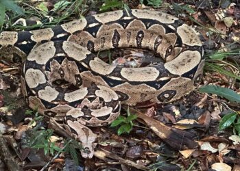 Novo lar: 40 animais silvestres são soltos em reserva na Bahia