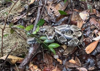Vinte e cinco animais silvestres são soltos em reserva da Bracell na Bahia
