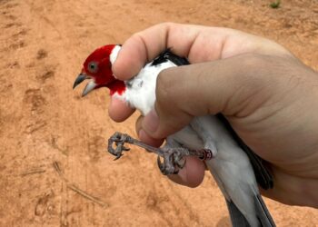 Mais de 100 aves silvestres são reintegradas à natureza na reserva da Bracell na Bahia