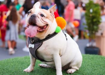 Shopping Barra recebe ponto de vacinação antirrábica para cães e gatos