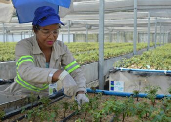 Bracell lança infográfico sobre plano de manejo florestal