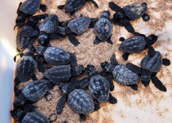Berçário natural: Nascimento de tartarugas marinhas e soltura dos filhotes para o mar mobiliza moradores e comunidade em Busca Vida