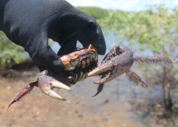 Inema orienta população sobre o terceiro período de defeso do caranguejo-uçá