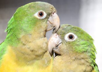 Inema realiza evento para integrar esforços na conservação da fauna silvestre na Bahia