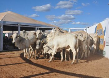 Leilão de gado de corte supera expectativas dos compradores na Bahia Farm Show
