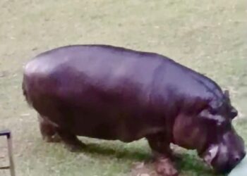 Hipopótamo vindo de Santa Catarina é o mais novo morador do Zoológico de Salvador