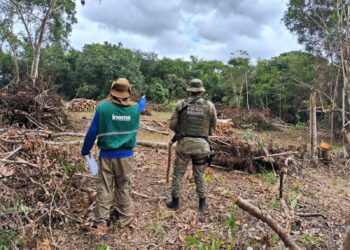 Operação Mata Atlântica em Pé combate desmatamento ilegal em 20 municípios baianos
