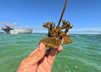 Startup realiza Oficina de Restauração de Corais na Ilha de Itaparica