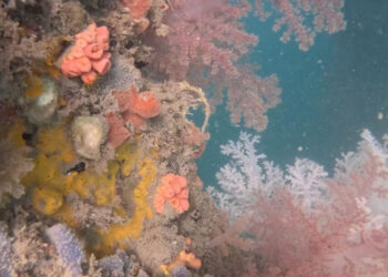 Operação pioneira busca erradicar coral bioinvasor na Baía de Todos-os-Santos