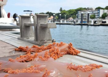 Sema e Inema participam da remoção de coral invasor na Ilha de Itaparica