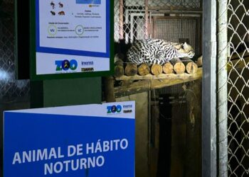 Zoo Noturno encanta visitantes argentinos e se destaca como ambiente de conservação da Fauna