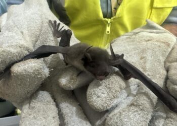 Veterinário do Inema alerta sobre a importância dos morcegos no equilíbrio ecológico