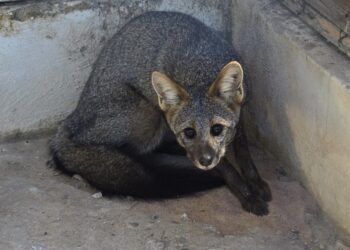 Raposa resgatada em hotel de Barreiras é devolvida à natureza pelo Inema